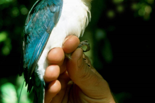 Cinnamon-banded Kingfisher