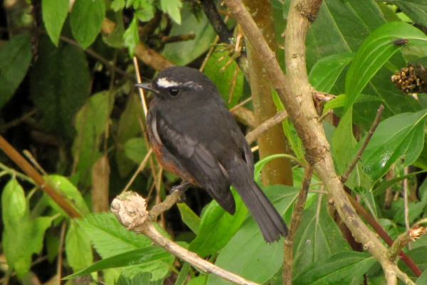 Cinnamon-bellied Chat-Tyrant