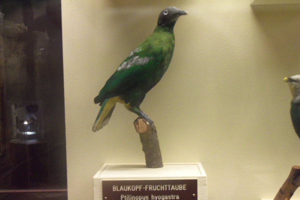 Cinnamon-bellied Imperial Pigeon