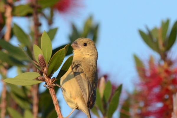 Cinnamon-bellied Seedeater