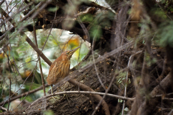 Cinnamon Bittern