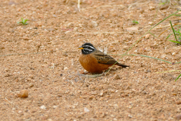 Cinnamon-breasted Bunting