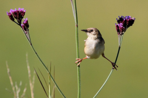 Cinnamon-breasted Cisticola