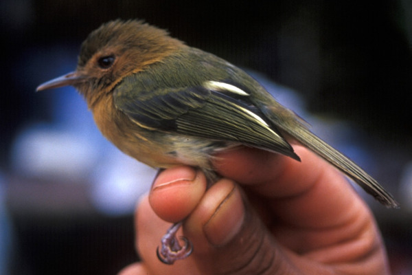 Cinnamon-breasted Tody-Tyrant