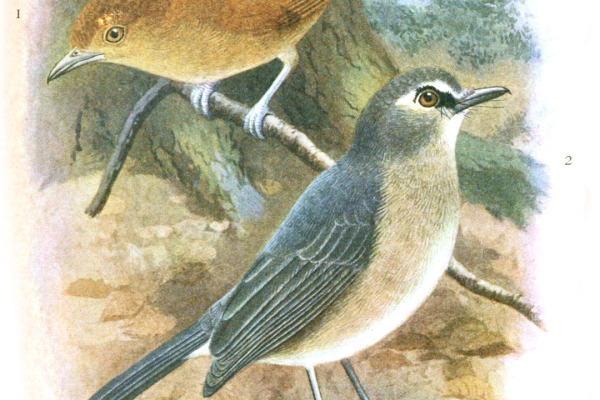 Cinnamon Ground Dove