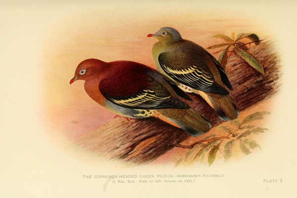 Cinnamon-headed Green Pigeon