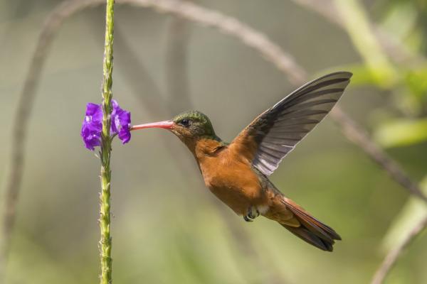 Cinnamon Hummingbird