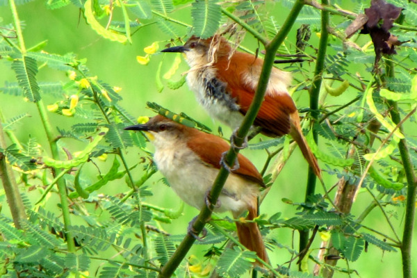 Cinnamon-throated Woodcreeper