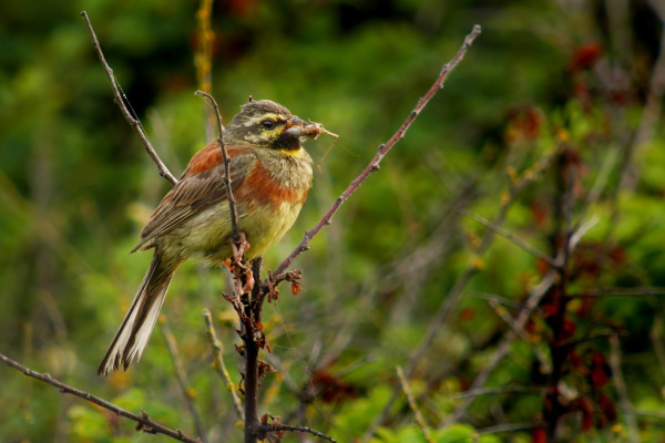 Cirl Bunting