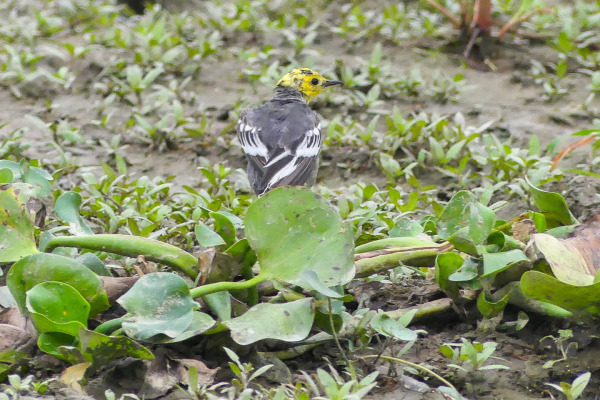 Citrine Wagtail