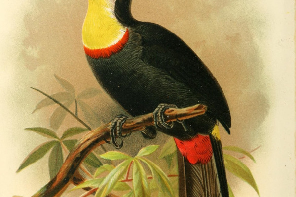Citron-throated Toucan
