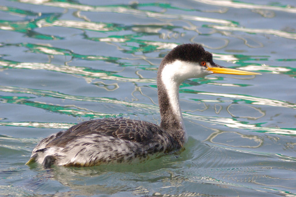 Clark's Grebe