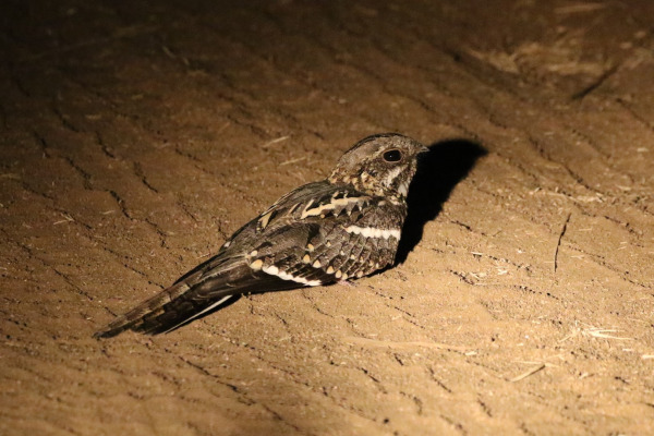 Clarke's nightjar