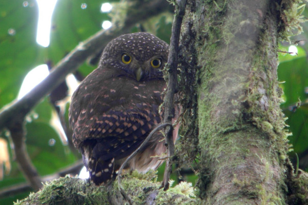 Cloud-forest Pygmy Owl