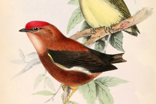 Club-winged Manakin