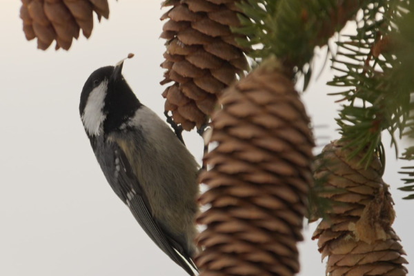 Coal Tit