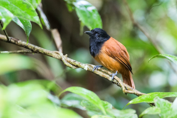 Cocha Antshrike
