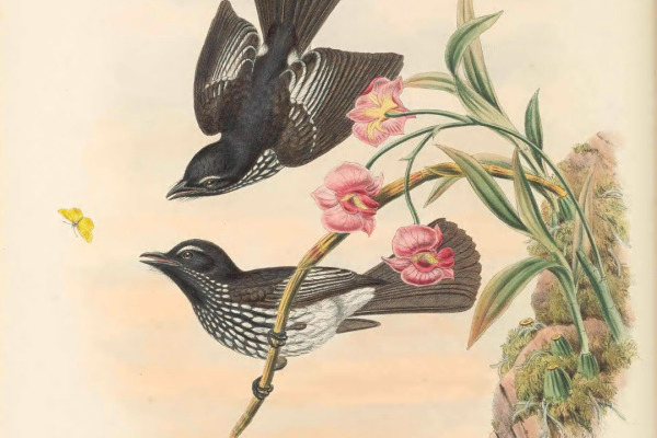 Cockerell's Fantail