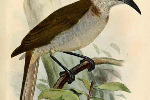 Cockerell's Friarbird
