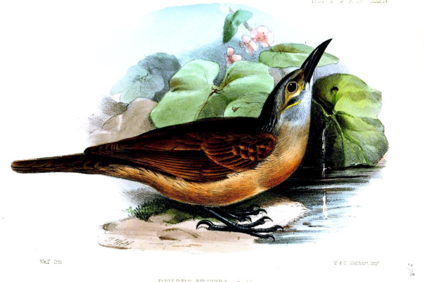 Cockerell's Woodpecker