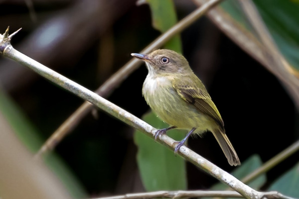 Cohn-Haft's tody-tyrant