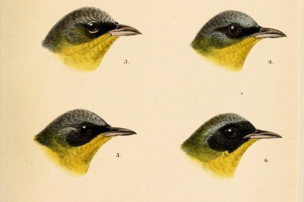 Colima Warbler