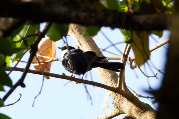 Collared Antshrike