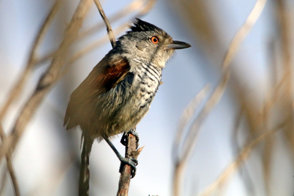 Collared Antshrike