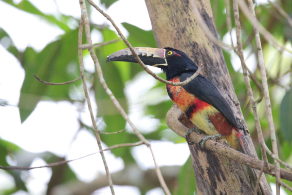 Collared Aracari
