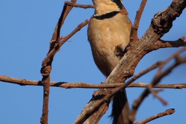 Collared Crescentchest