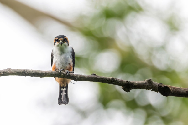 Collared Falconet