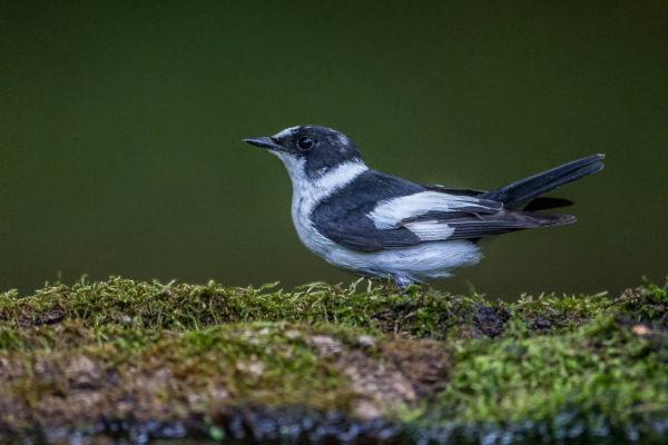 Collared Flycatcher