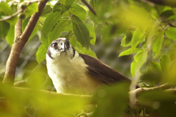 Collared Forest Falcon