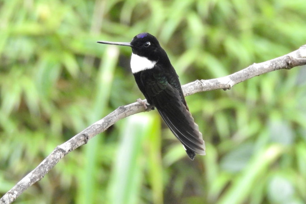 Collared Inca