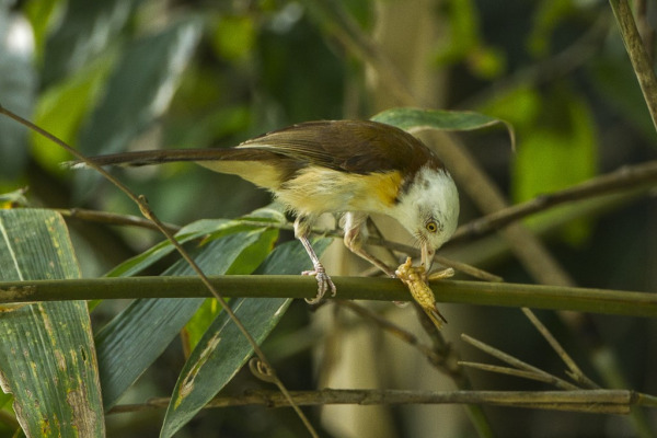 Collared Laughingthrush