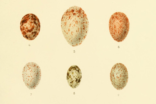 Collared Palm-Thrush