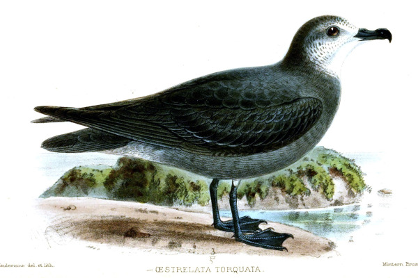 Collared Petrel