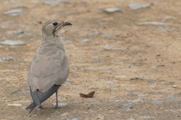 Collared Pratincole