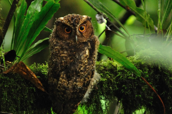 Collared Scops Owl