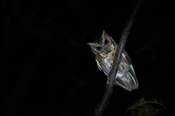Collared Scops Owl