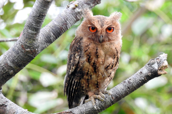 Collared Scops Owl