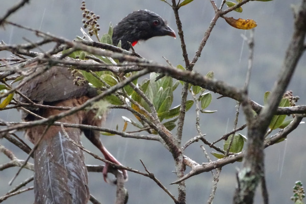 Colombian Chachalaca