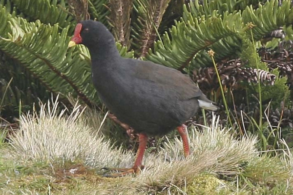 Comer's Gallinule