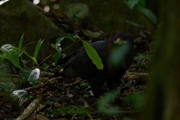 Common Black-Hawk