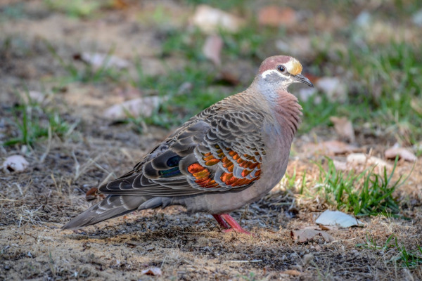 Common Bronzewing