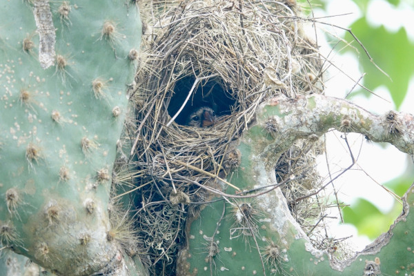 Common Cactus Finch