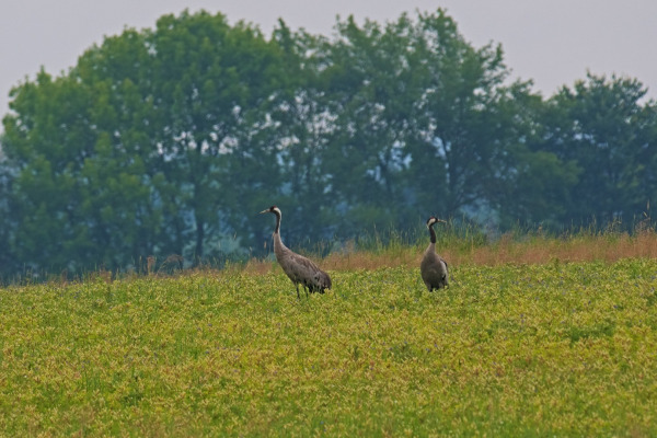 Common Crane