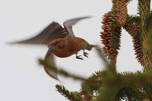 Common Crossbill