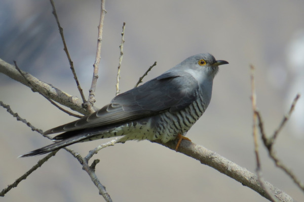 Common Cuckoo