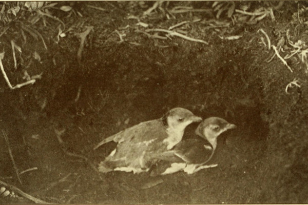 Common Diving Petrel